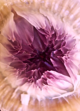 JulieCapelleNutritionniste