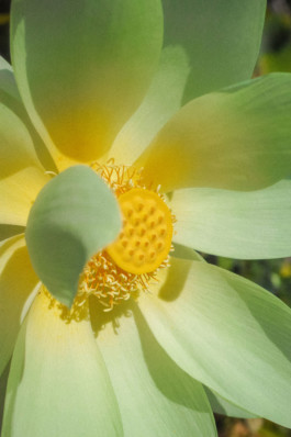 JulieCapelleNutritionniste