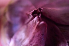 JulieCapelleNutritionniste