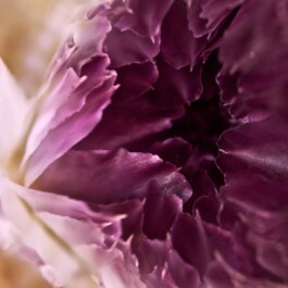 JulieCapelleNutritionniste