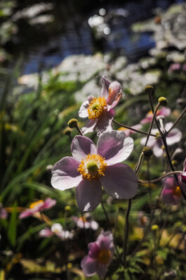 JulieCapelleNutritionniste