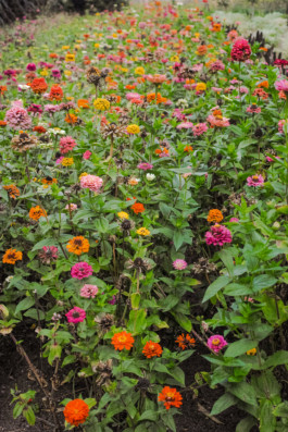 JulieCapelleNutritionniste