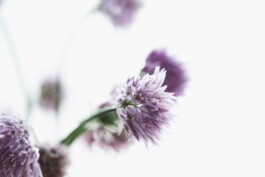 JulieCapelleNutritionniste